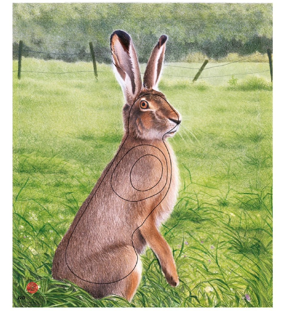 Photo d'animal lièvre