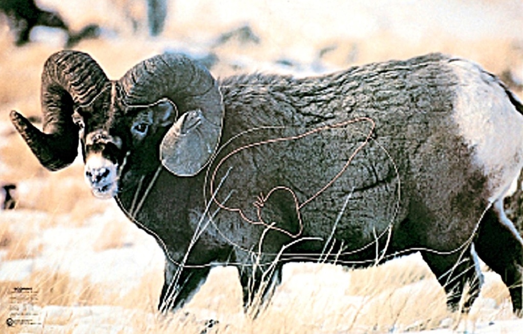  Cible Animale Ram Martin 