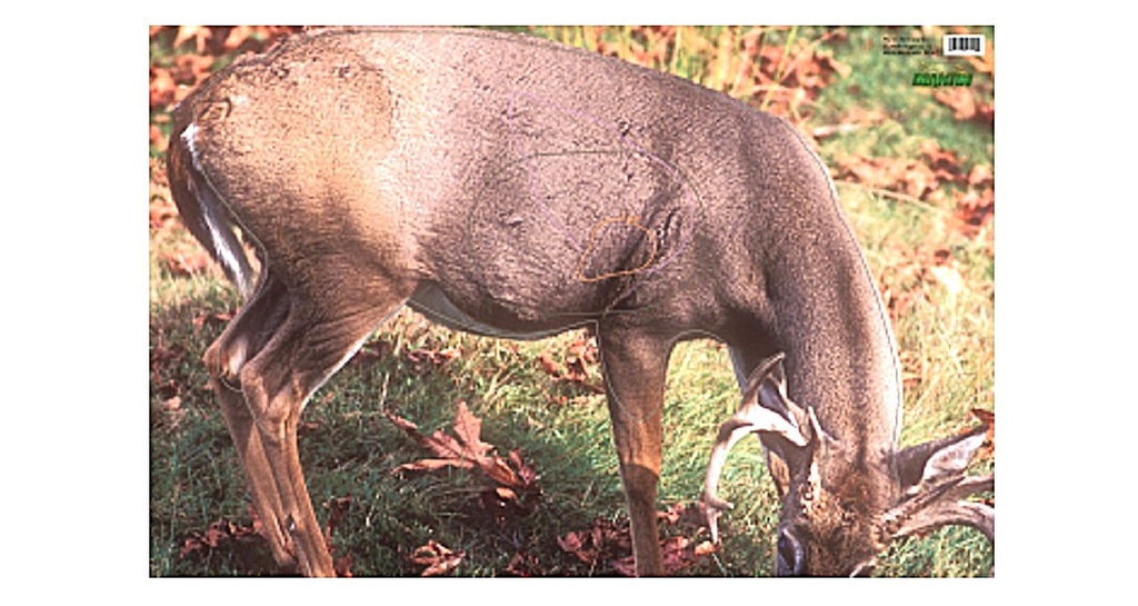 Tierbild Whitetail Deer Martin