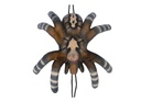Small tarantula Leitold