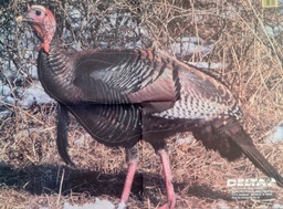  Cible animale Wild Turkey Delta