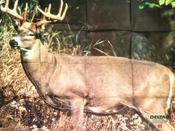Tierbild Whitetail Deer 401 Delta