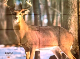 Animal Target Whitetail Deer 402 Delta