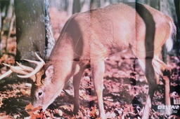 Tierbild Whitetail Deer 507 Delta
