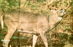 Tierbild Whitetail Deer 517 Delta
