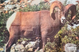Animal Target Bighorn Sheep Delta