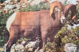 Tierbild Bighorn Sheep Delta