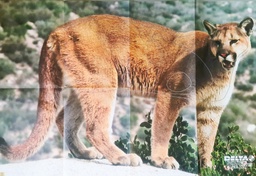 Tierbild Cougar Delta