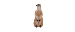 Suricates FB