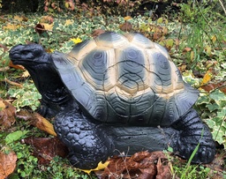 Landschildkröte FB