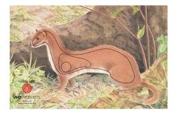 Tierbild Hermelin