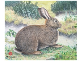 Photo d'animal Rabbit