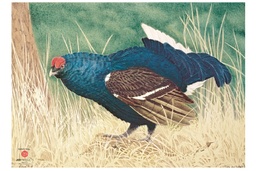 Tierbild Blaues Auerhuhn