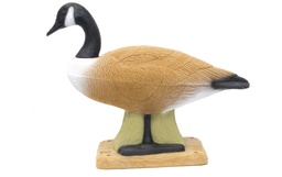 Bernache du Canada SRT