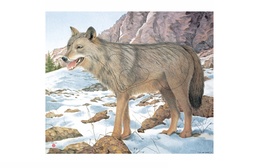 Cible Animale Loup FH