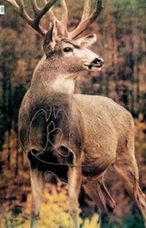 Tierbild Mule Deer Martin 