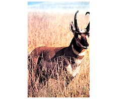 Animal Target Antelope Martin
