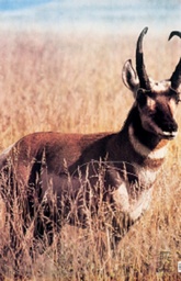 Tierbild Antelope Martin