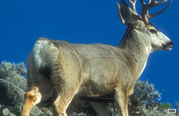 Tierbild Mule Deer Blue Martin
