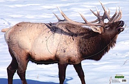Animal Target Elk Martin 