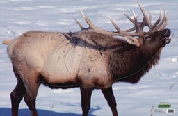 Tierbild Elk Martin 