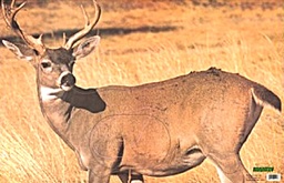 Animal Target Field Buck Martin