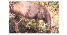 Cible animale Whitetail Deer Martin