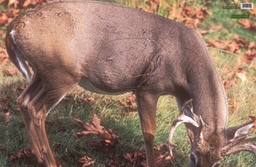 Tierbild Whitetail Deer Martin