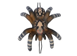 Small tarantula Leitold