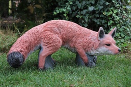 Fox male FB
