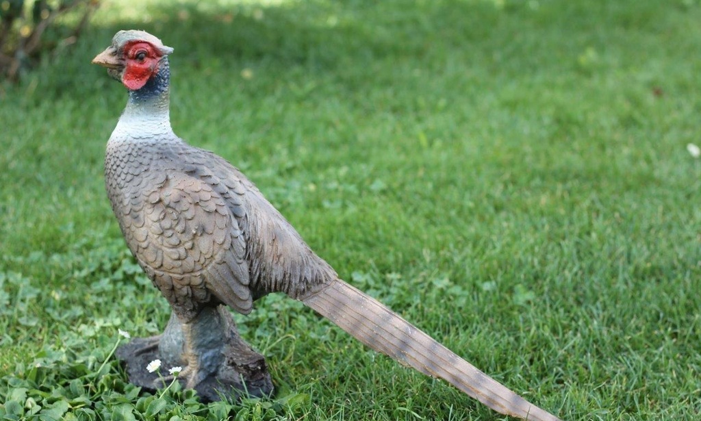 Pheasant FB